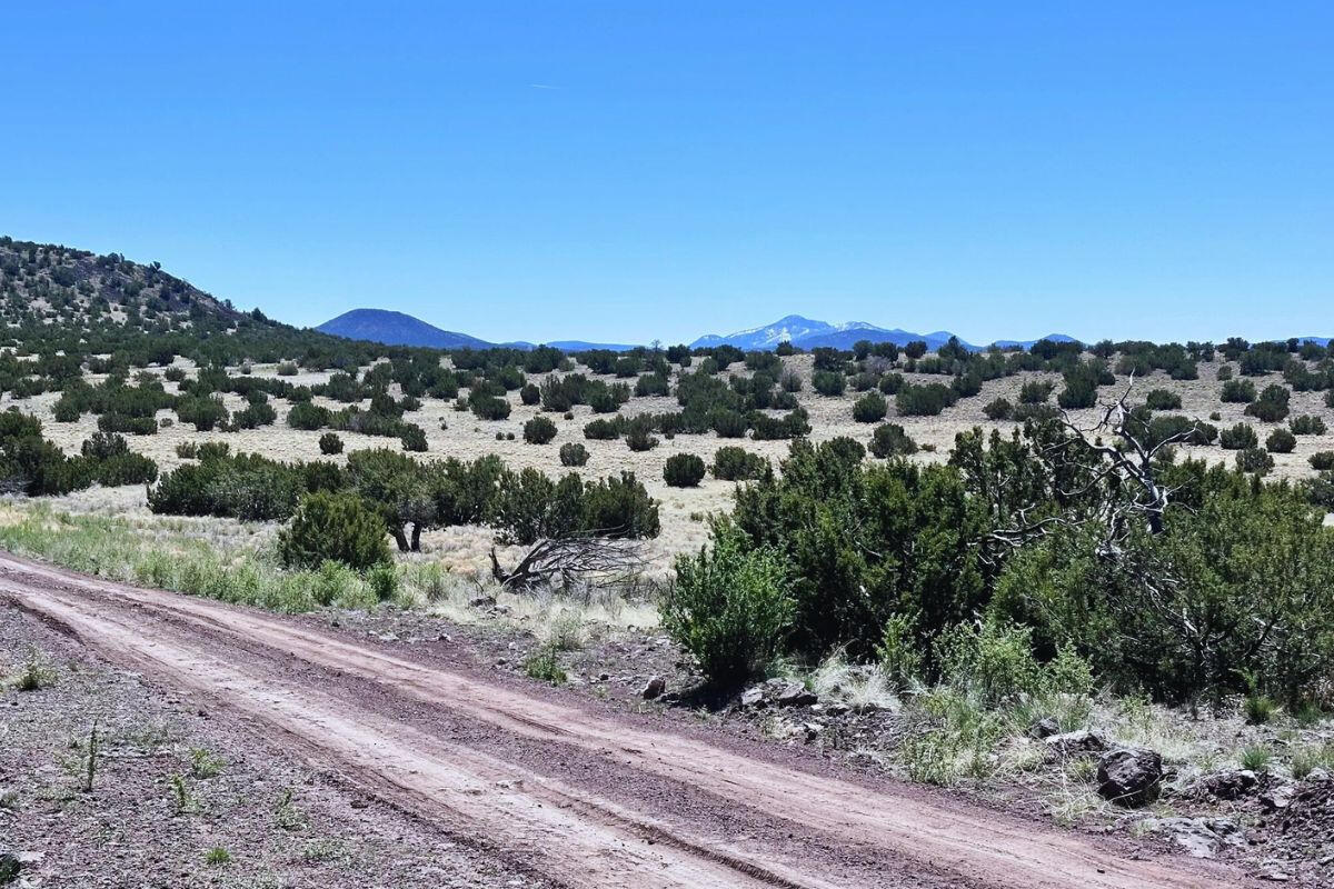 Trees near Tank - 3064 E Pk Vis Dr Williams, AZ 86046, USA