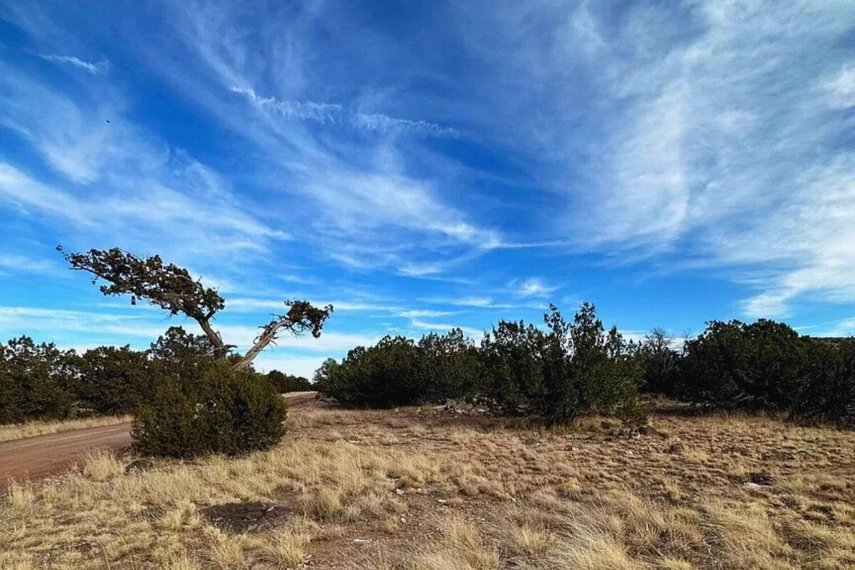 Trees near Tank - 3064 E Pk Vis Dr Williams, AZ 86046, USA