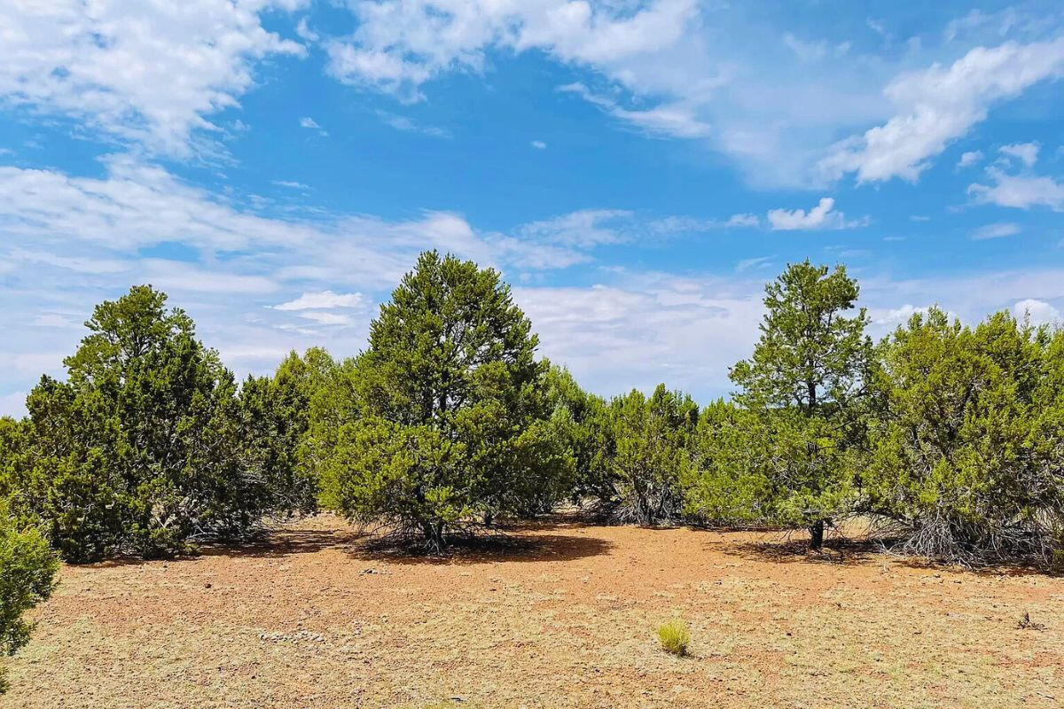 Trees near Tank - 3064 E Pk Vis Dr Williams, AZ 86046, USA