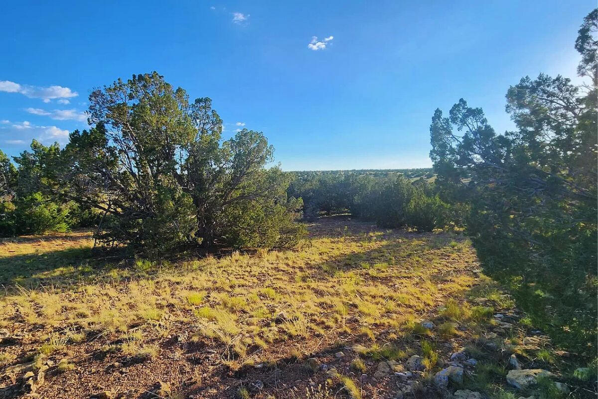 Trees near Tank - 3064 E Pk Vis Dr Williams, AZ 86046, USA