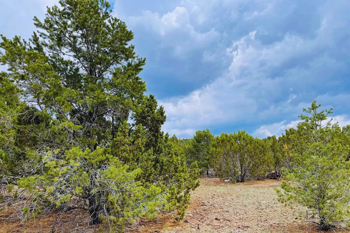 Trees near Tank - 3064 E Pk Vis Dr Williams, AZ 86046, USA