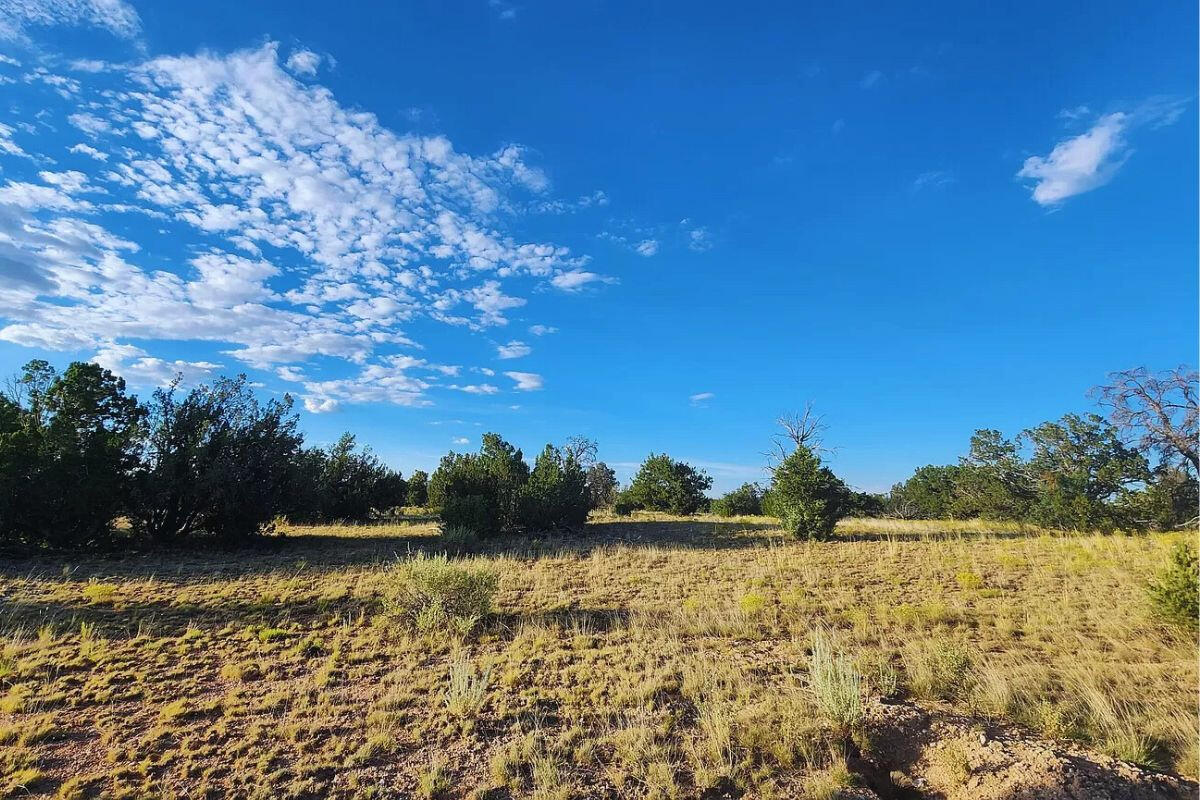 Trees near Tank - 3064 E Pk Vis Dr Williams, AZ 86046, USA