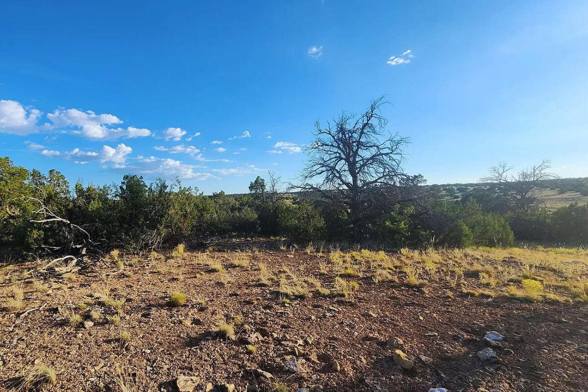 Trees near Tank - 3064 E Pk Vis Dr Williams, AZ 86046, USA